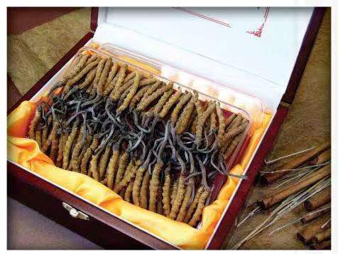 离石冬虫夏草回收